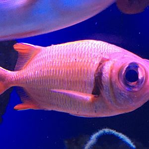 Pearly Soldierfish (Myripristis kuntee)