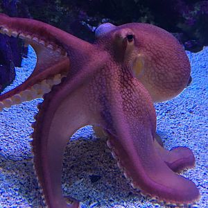 Day Octopus (Octopus cyanea)