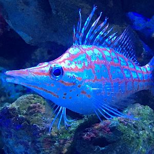 Longnose Hawkfish (Oxycirrhites typus)