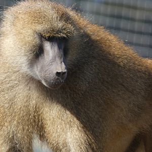 Guinea baboon (Papio papio) - 10/08/22