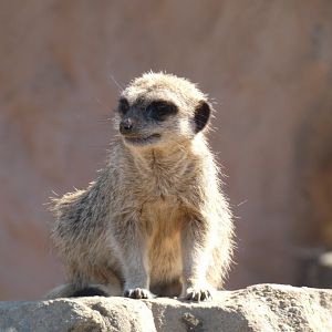 Meerkat (Suricata suricatta) - 10/08/22
