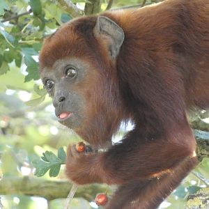 Venezuelan red howler (Alouatta seniculus) - 10/08/22