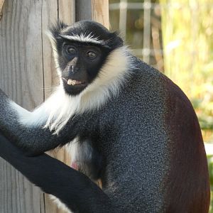 Roloway monkey (Cercopithecus roloway) - 10/08/22