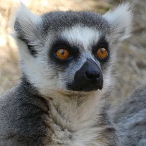 Ring tailed lemur (Lemur catta) - 10/08/22