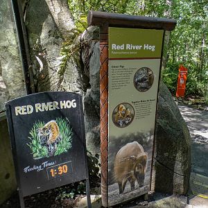 Aug. 2022 - Africa - Red River Hog Sign