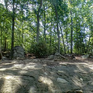 Aug. 2022 - Africa - Red River Hog Exhibit (1/3 of it)