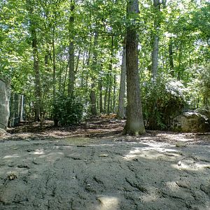 Aug. 2022 - Africa - Red River Hog Exhibit (1/3 of it)