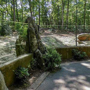 Aug. 2022 - Africa - Red River Hog Exhibit Viewing