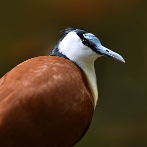 African Jacana Actophilornis africanus