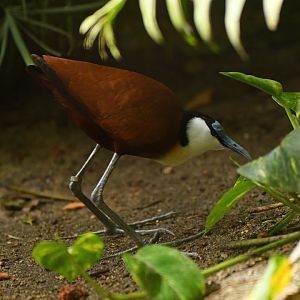 African Jacana Actophilornis africanus
