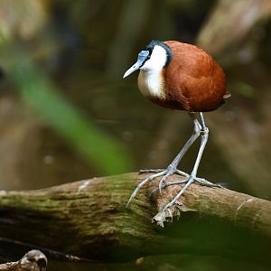 African Jacana Actophilornis africanus