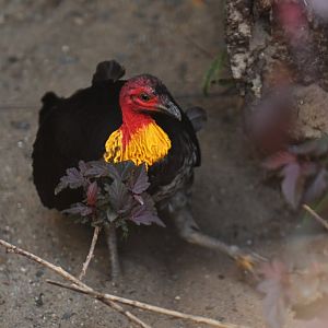 Australian Brush-turkey Alectura lathami