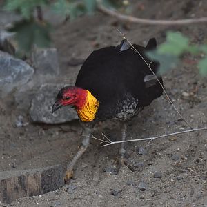 Australian Brush-turkey Alectura lathami