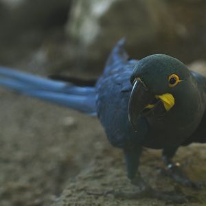 Lear's Macaw Anodorhynchus leari