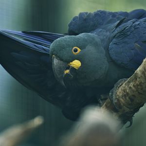 Lear's Macaw Anodorhynchus leari