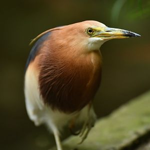 Javan Pond-Heron Ardeola speciosa