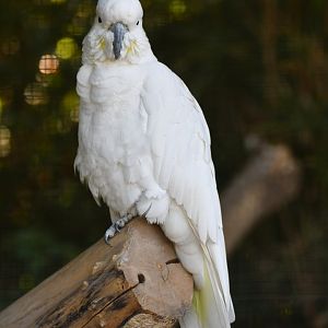 Sulphur-crested Cockatoo Cacatua galerita