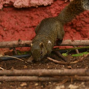 Grey-bellied squirrel (Callosciurus caniceps)