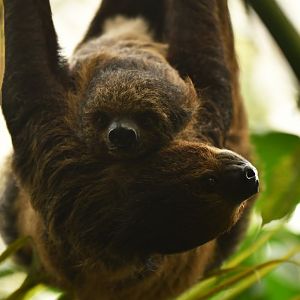Linnaeus's two-toed sloth (Choloepus didactylus)