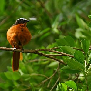 White-crowned Robin-Chat Cossypha albicapillus