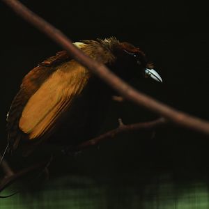 Magnificent Bird-of-paradise Diphyllodes magnificus