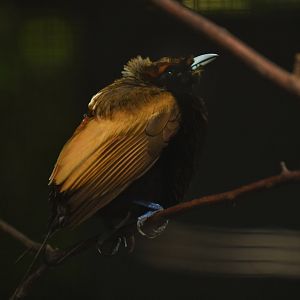Magnificent Bird-of-paradise Diphyllodes magnificus