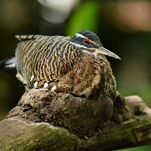 Sunbittern Eurypyga helias