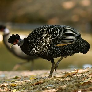 Kenya Guineafowl Guttera pucherani