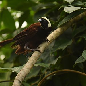 Greater Bird-of-paradise Paradisaea apoda
