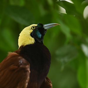 Greater Bird-of-paradise Paradisaea apoda