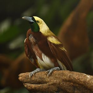 Lesser Bird-of-paradise Paradisaea minor