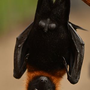 Lyle flying fox (Pteropus lylei)