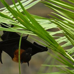 Lyle flying fox (Pteropus lylei)