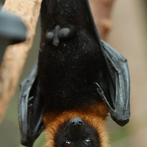 Lyle flying fox (Pteropus lylei)