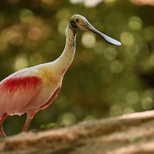 Roseate Spoonbill Platalea ajaja