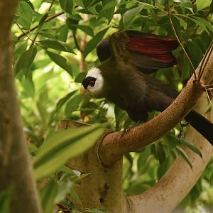 White-crested Turaco Tauraco leucolophus