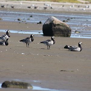 Barnacle geese