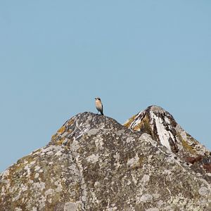 Northern Wheatear