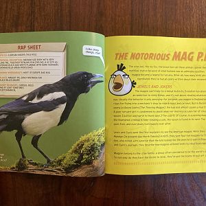 National Geographic Angry Birds—Eurasian Magpie