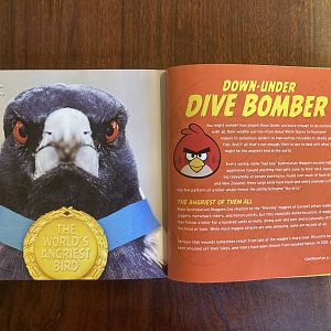 National Geographic Angry Birds—Australian Magpie 1