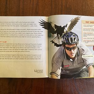 National Geographic Angry Birds—Australian Magpie 2