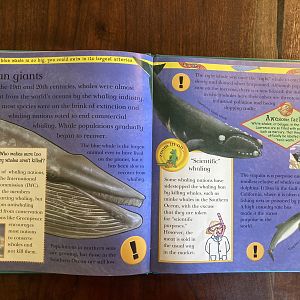 Endangered & Extinct Animals of the Islands & Oceans—Ocean Giants