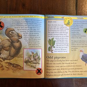 Endangered & Extinct Animals of the Islands & Oceans—Odd Pigeons