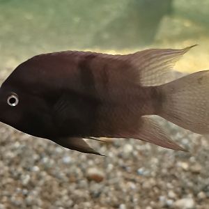 Sajica cichlid (Amatitlania sajica)