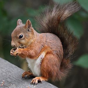 Red squirrel (Sciurus vulgaris)