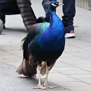 Black-shouldered blue peafowl (Pavo cristatus mut. nigripennis)