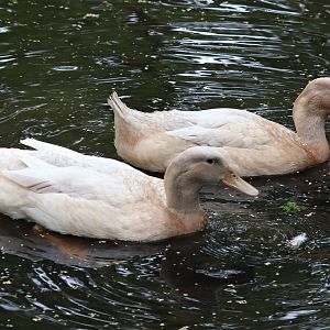 Swedish yellow ducks