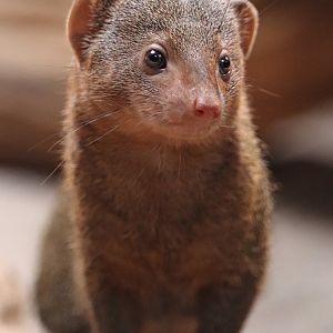 Dwarf mongoose (Helogale parvula)