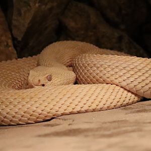 Albino Eastern diamondback rattlesnake (Crotalus adamanteus)