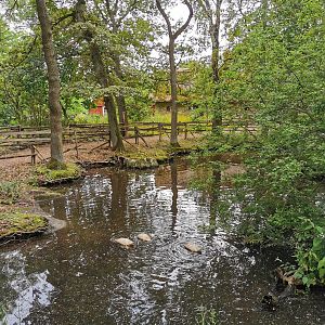 Swedish yellow duck pond
